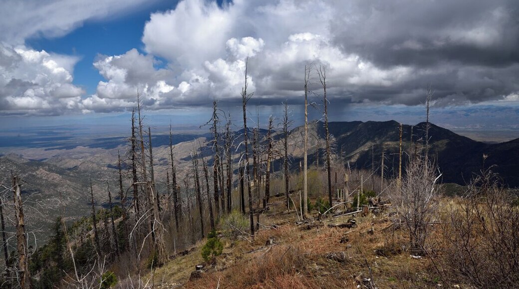 The town at the very top of Mt Lemmon. The naked trees are the result of a forest fire that broke out in 2003 that had a lasting impact on the landscape. Notice the rain storm on the distant mountains. the elevation at this point was around 10,000 feet. Mid Summer temps might hit 75 degrees for a high. We had snow flurries on the day we were there in April.