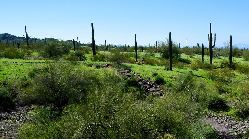 After The Rain Sonora Desert Arizona Picacho Peak State Park