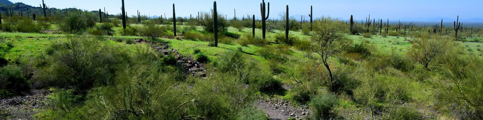After The Rain Sonora Desert Arizona Picacho Peak State Park