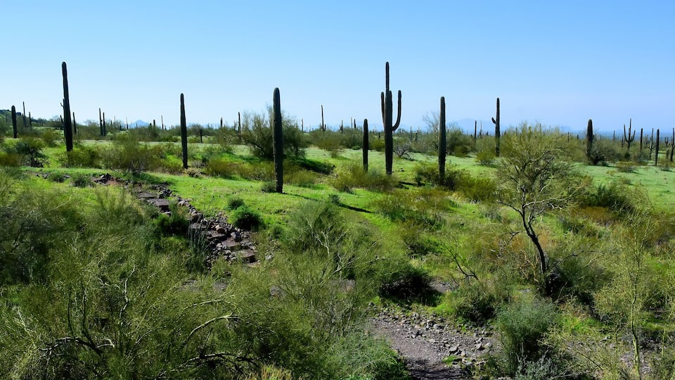 A dry grassland with scattered cacti and a clear blue sky.
