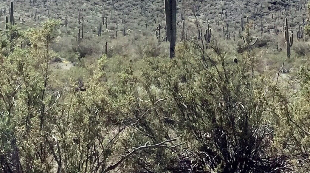 This is the view of Picacho Peak just of the I-10 freeway near Tucson, Arizona