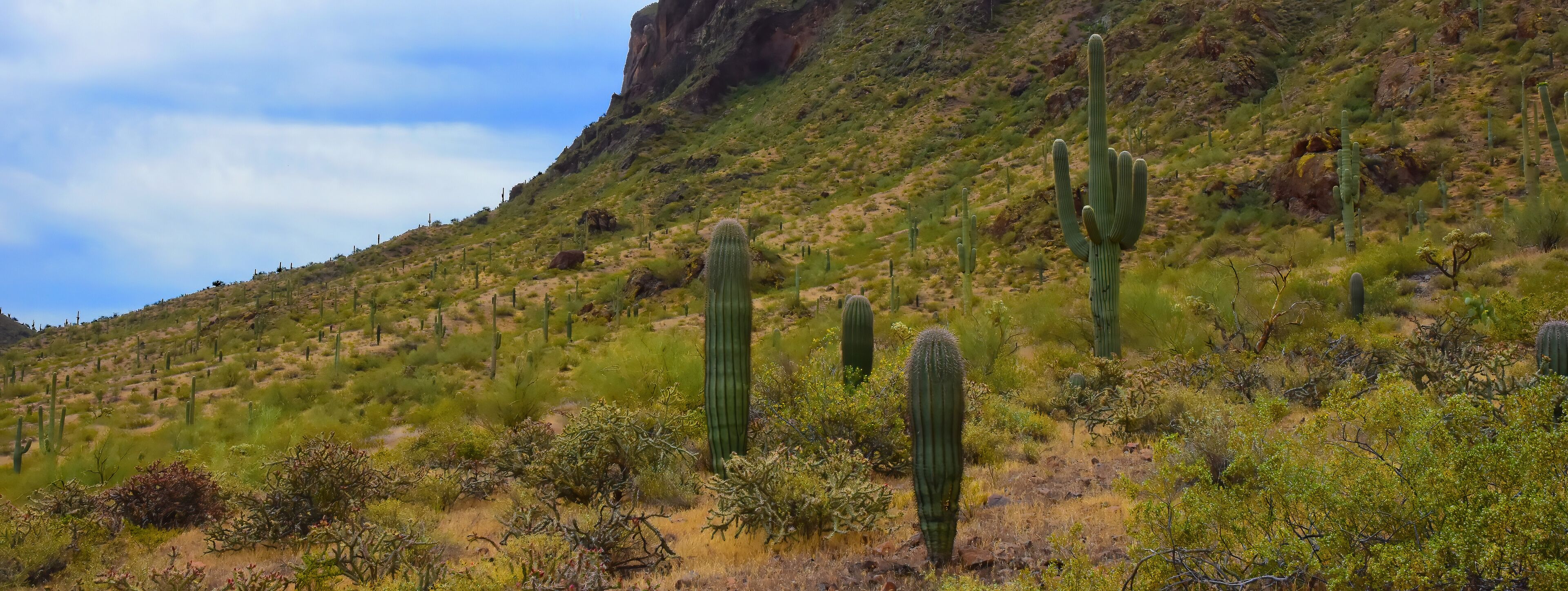 Sonoran Desert Arizona Picacho Peak State Park