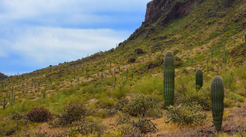 Sonoran Desert Arizona Picacho Peak State Park