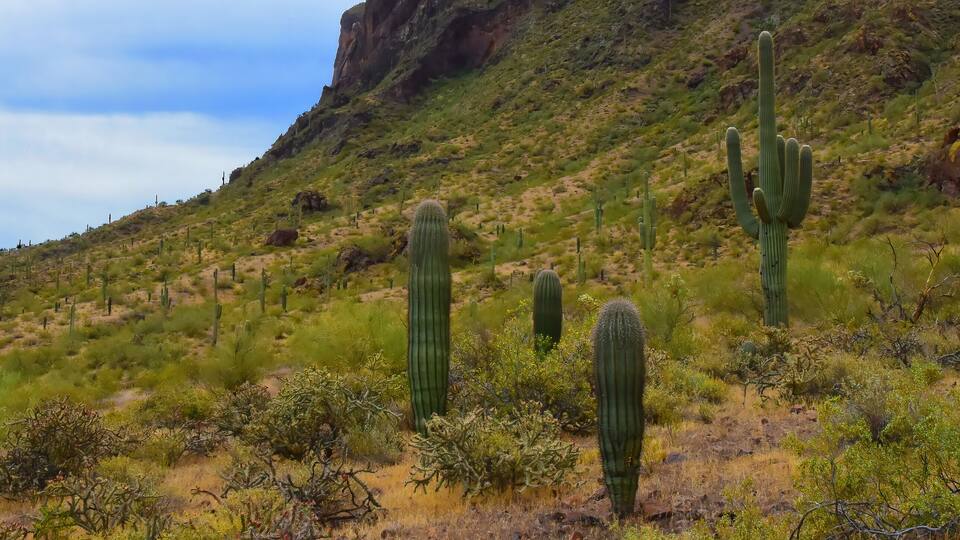 A desert landscape with cacti and sparse vegetation on a hillside.