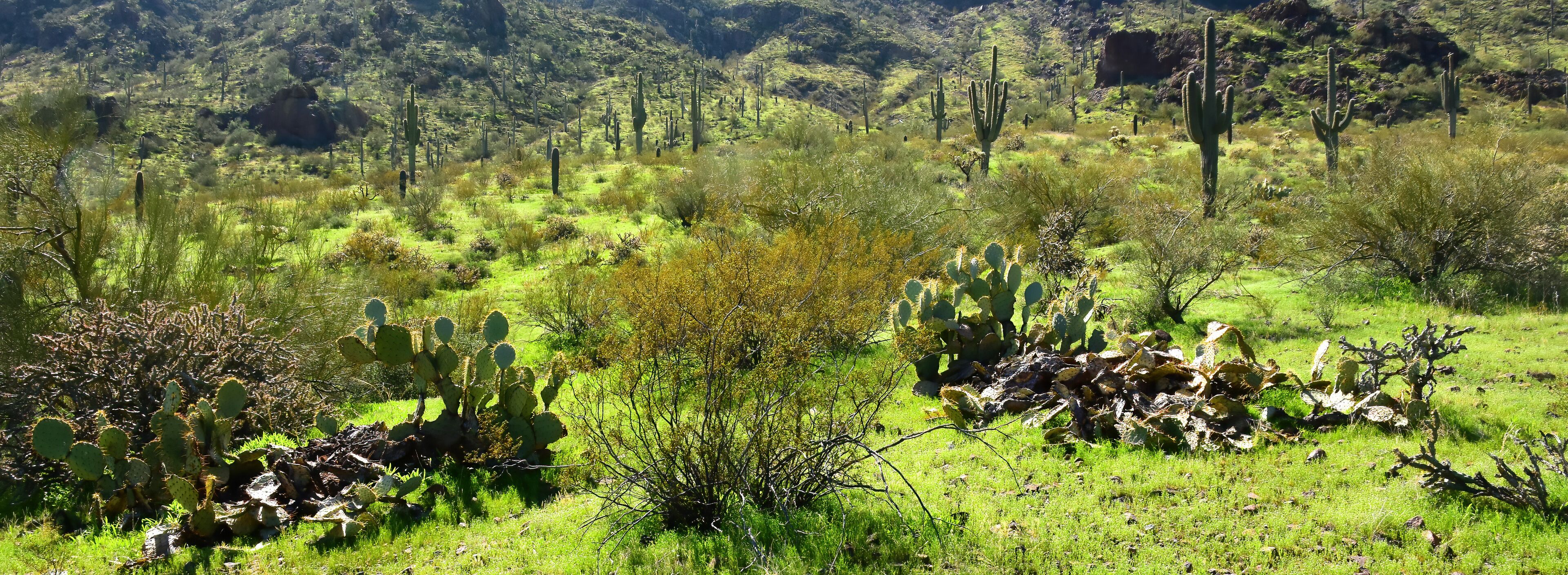 Sonoran Desert Arizona Picacho Peak State Park