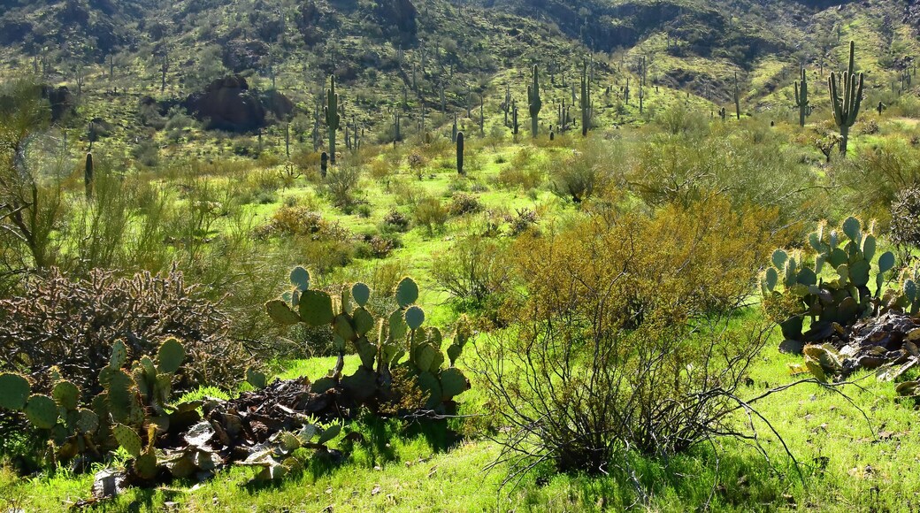 Sonoran Desert Arizona Picacho Peak State Park