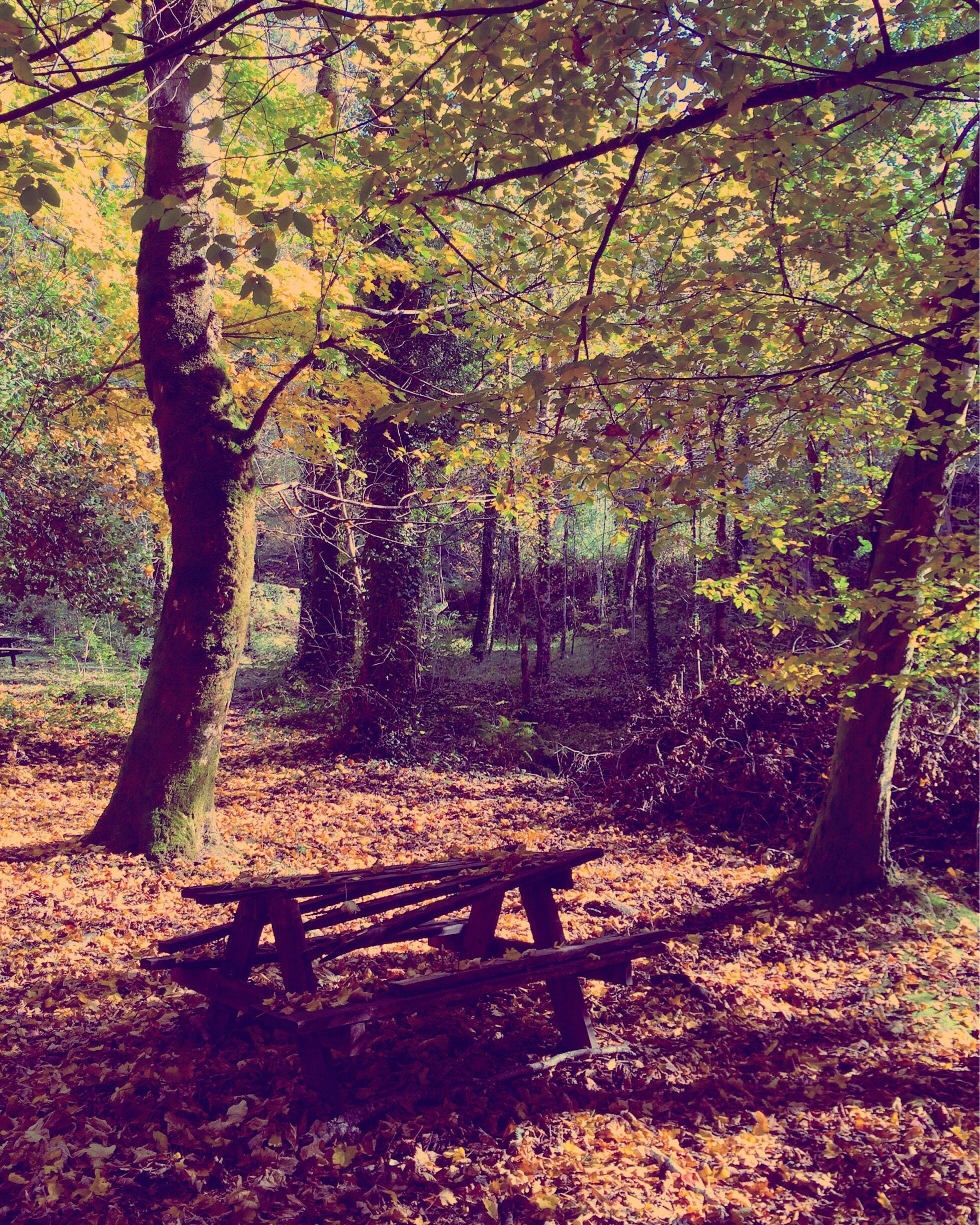 Located at Gerês National Park, in Northern Portugal. Autumn colours.