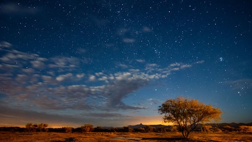 Mesquite grasslands under a starry night sky