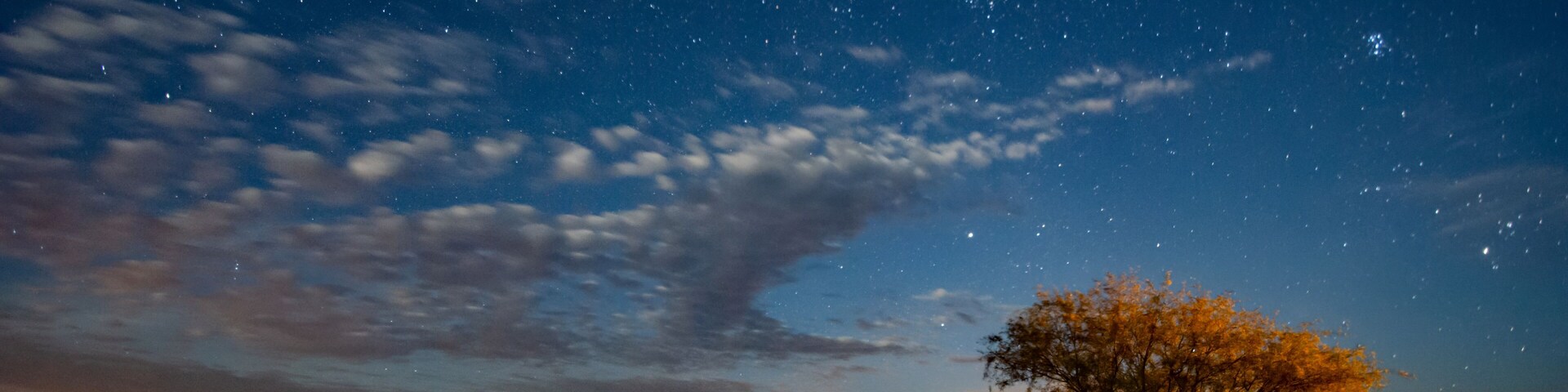 Mesquite grasslands under a starry night sky