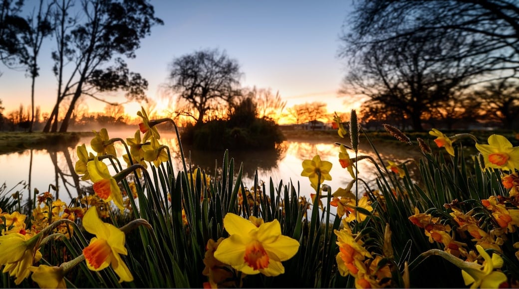 Every year in September the Mabin family open their front paddocks to the public to let them explore ( and pick from ) their daffodils. They do this for free and all money raised from the sale of the daffodils goes to the Plunket Society
