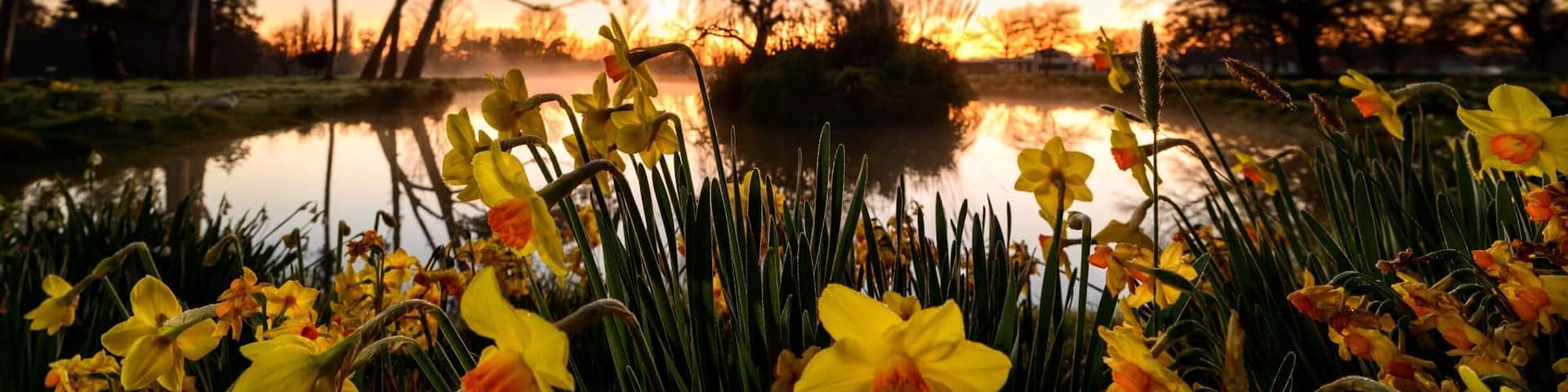 Every year in September the Mabin family open their front paddocks to the public to let them explore ( and pick from ) their daffodils. They do this for free and all money raised from the sale of the daffodils goes to the Plunket Society