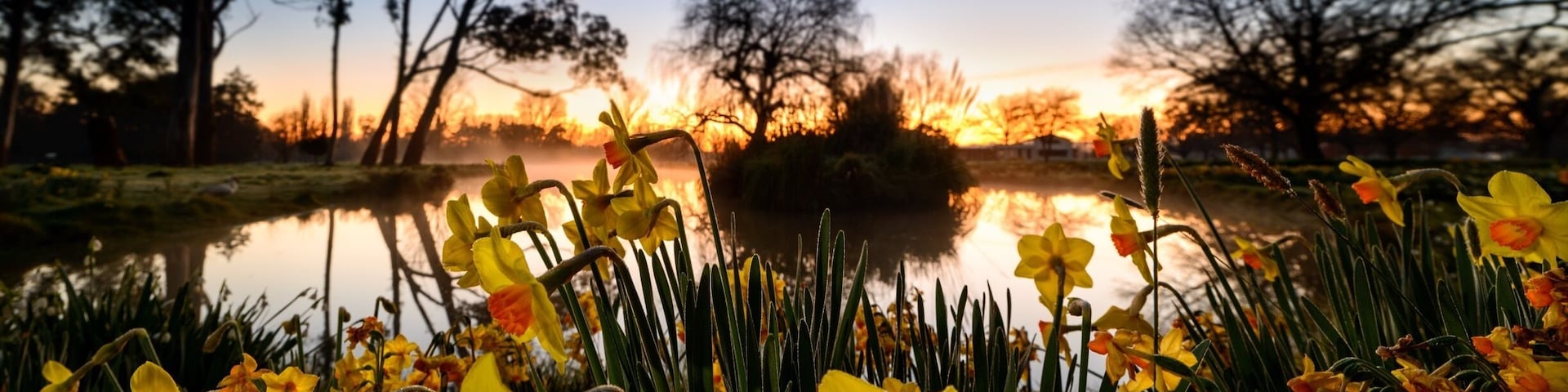 Every year in September the Mabin family open their front paddocks to the public to let them explore ( and pick from ) their daffodils. They do this for free and all money raised from the sale of the daffodils goes to the Plunket Society