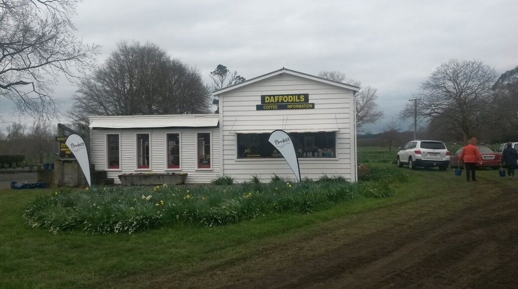 Great little stop to pick daffodils