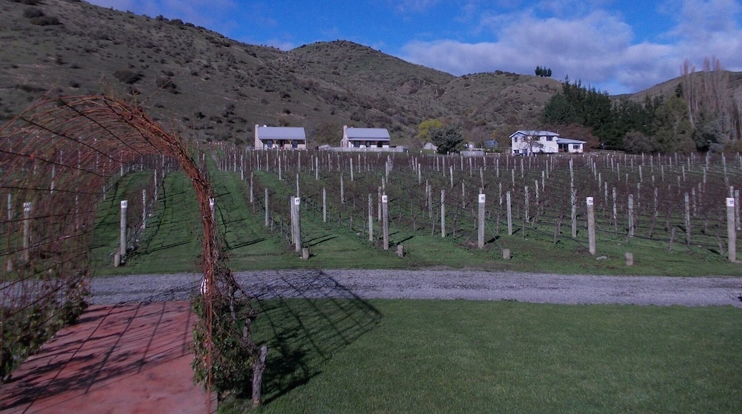 Still this winery/ restaurant place. I went in May so not much growing up!