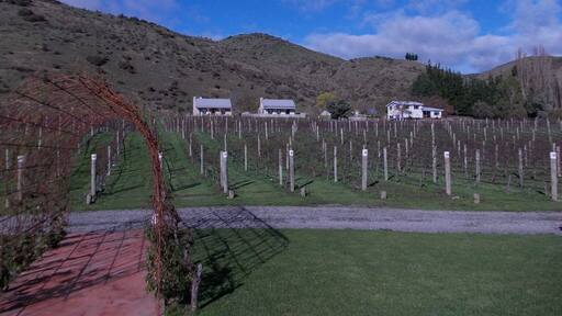 Still this winery/ restaurant place. I went in May so not much growing up!