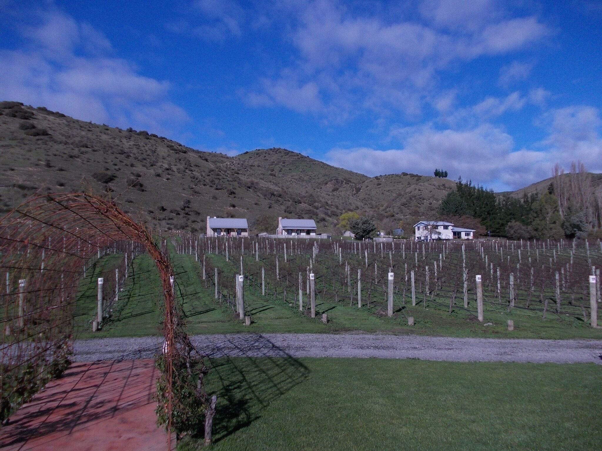 A vineyard with rows of grapevines and several buildings in the background.