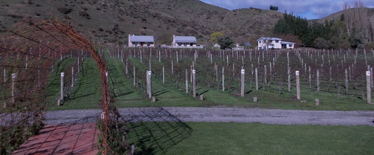 A vineyard with rows of grapevines and several buildings in the background.