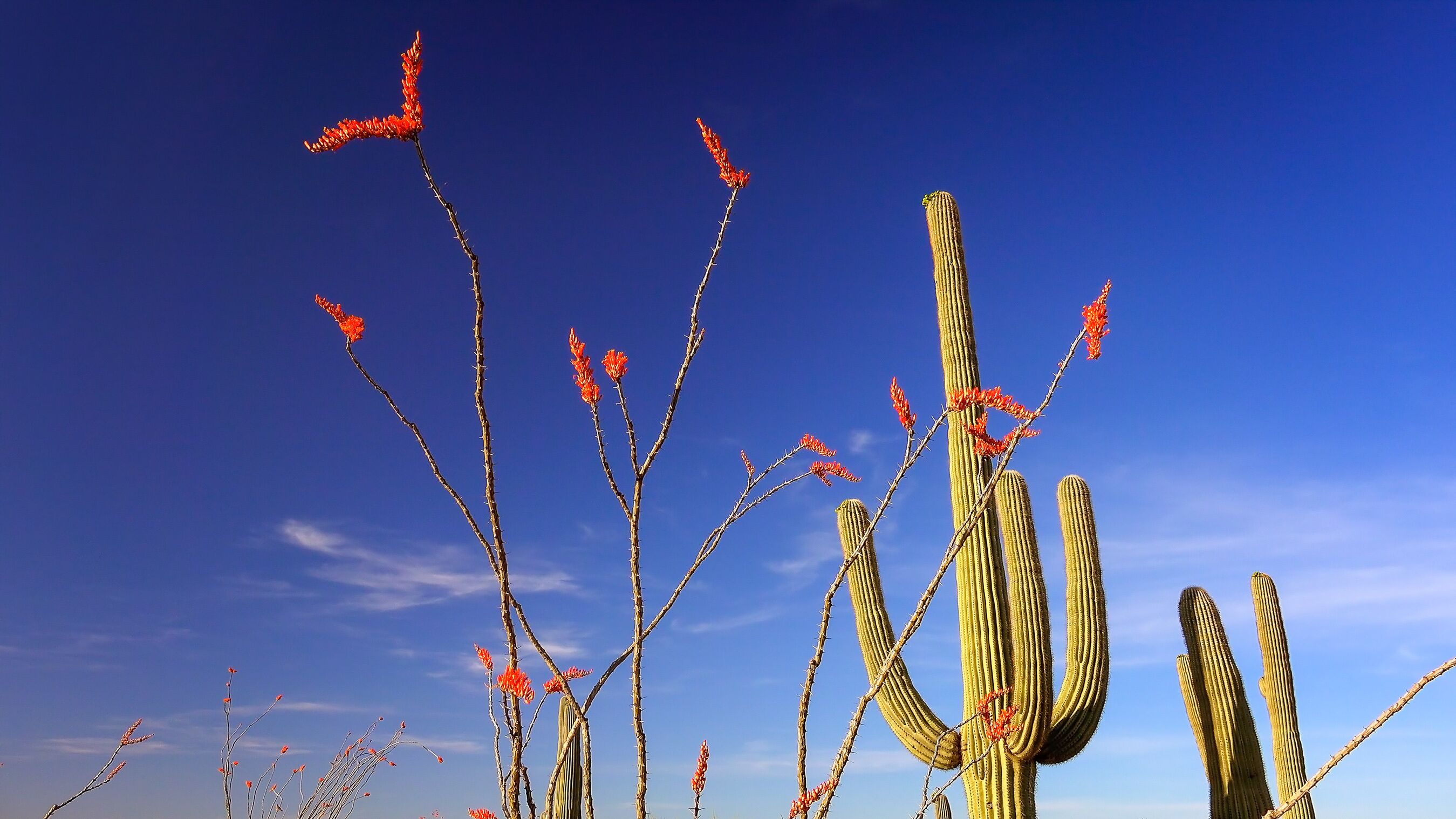 Ocotillo and Cactus in Saguaro National Park Landscape