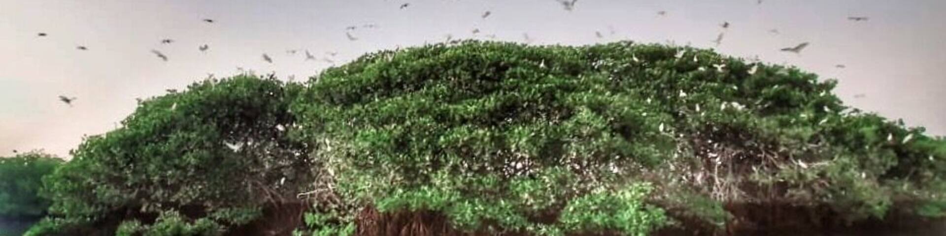 Rarely do you get to witness something so simple but so magical ✨✨✨
Spending the evening boating in the Sine Saloum Delta, famous for its mangroves, I was lucky to witness the nightly migration of thousands of birds to this particular mangrove, where they rest and spend the night. This event is called as the ‘reposoir des oiseaux’ or ‘putting the birds to sleep’ Within 20 minutes the entire mangrove was filled with birds... one of the very rare places that’s untouched by swarms of tourists. It’s a world heritage site and a protected area and I hope it remains this way for eternity
#senegal #sinesaloum #sinesaloumdelta #mangroves