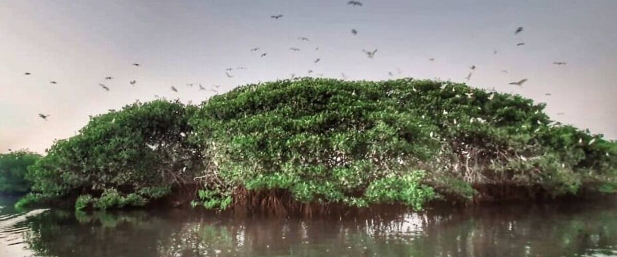 A calm body of water reflecting a dense, green forested area with birds flying overhead.