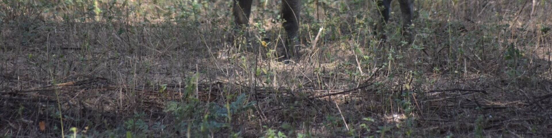An amazing tour through the Senegal bush..saw Rhino, zebra, giraffe, warthogs and eland didn't see the buffalo they where hiding... followed by a very nice pizza back at the restaurant:-)