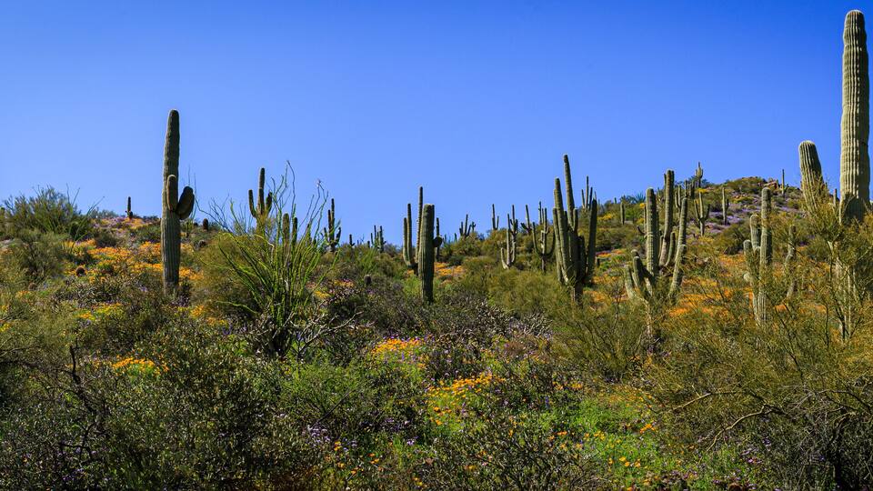 A desert landscape with tall cacti and colorful wildflowers under a clear blue sky.