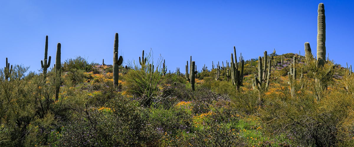 Spring super bloom of 2019 alone Highway 77 in southeastern Arizona near Winkelman.