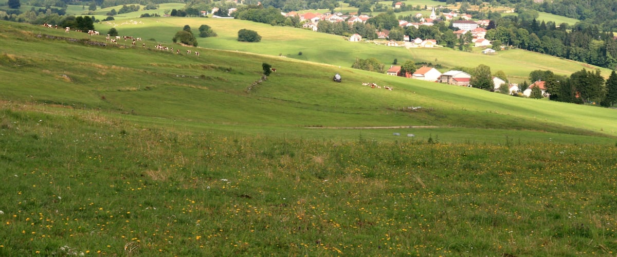 A green valley with scattered houses and cows grazing.
