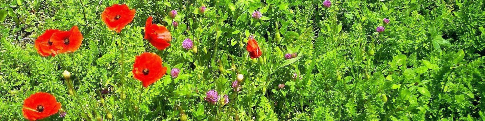 Zwischen Wyhl und Sasbach