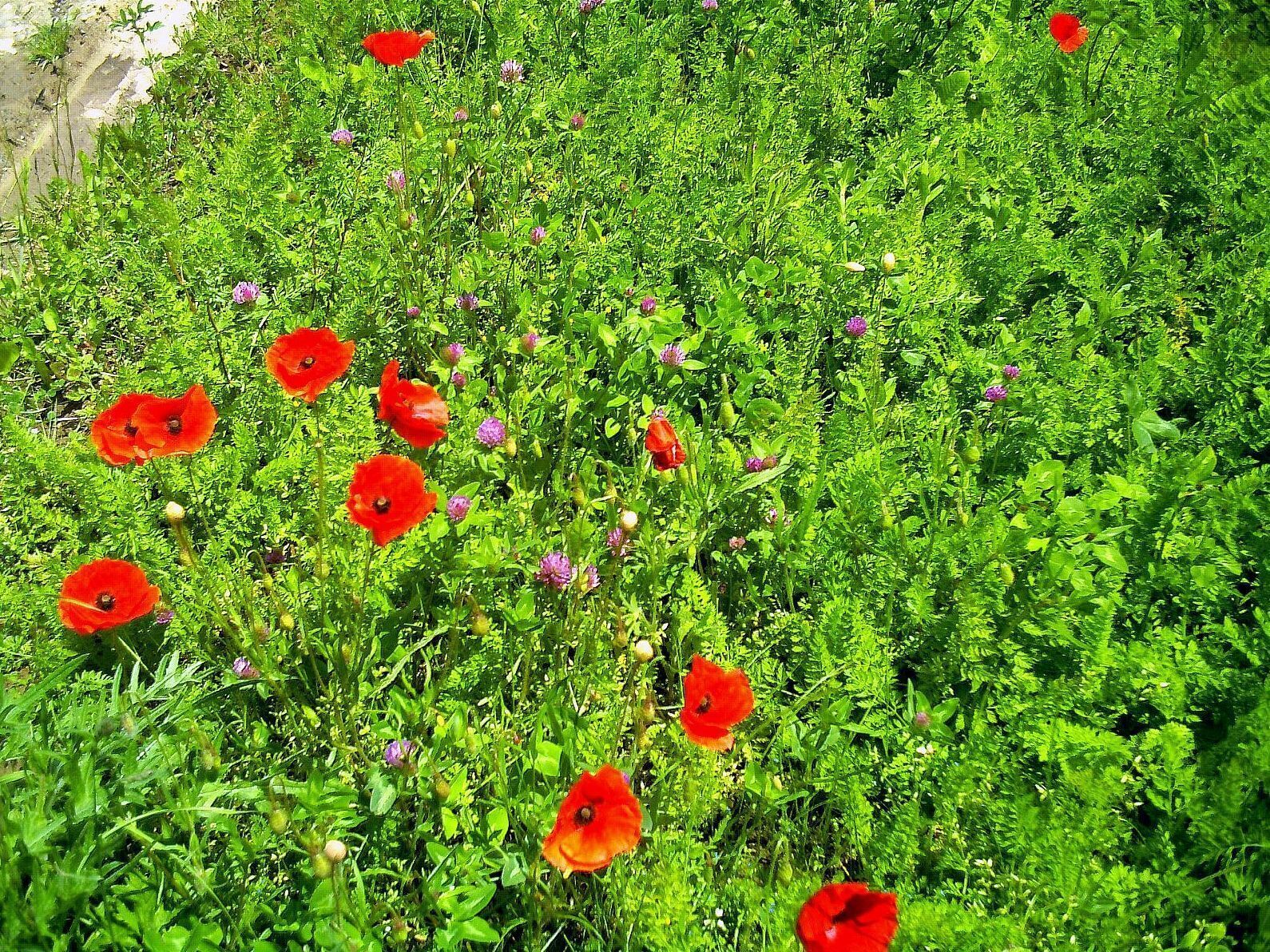 A field of red poppies amidst green foliage.