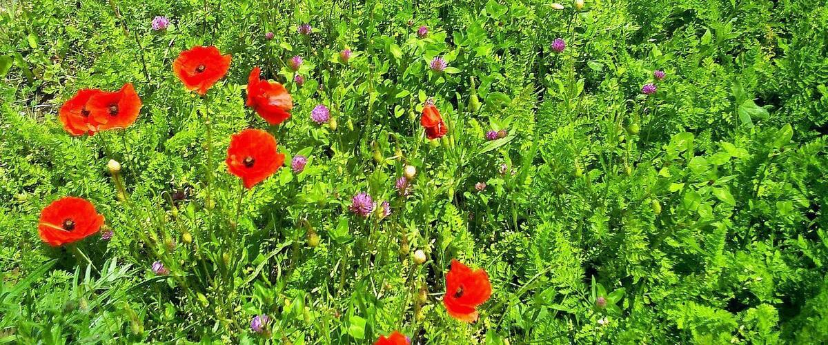 A field of red poppies amidst green foliage.