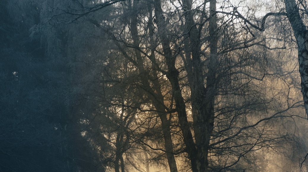 Ein verschneiter Waldweg mit kahl stehenden Bäumen und einer nebligen Stimmung.