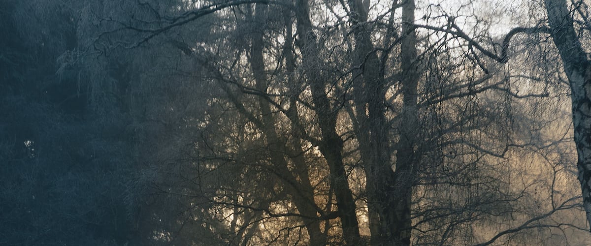 A snow-covered forest path with bare trees and a misty atmosphere.