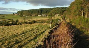 Looking towards Kingshill Wood.