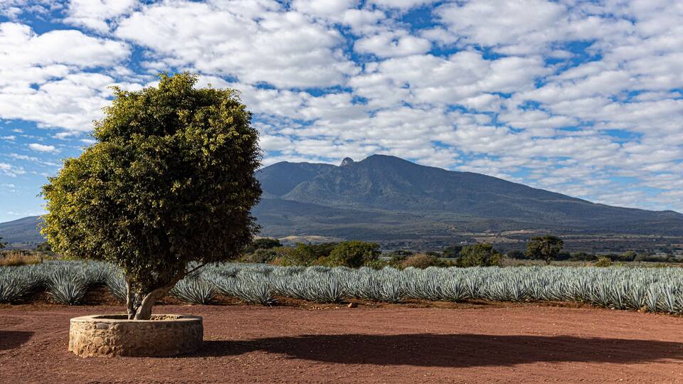 A landscape with a prominent mountain, a tree in a stone planter, and a field of agave plants under a partly cloudy sky.