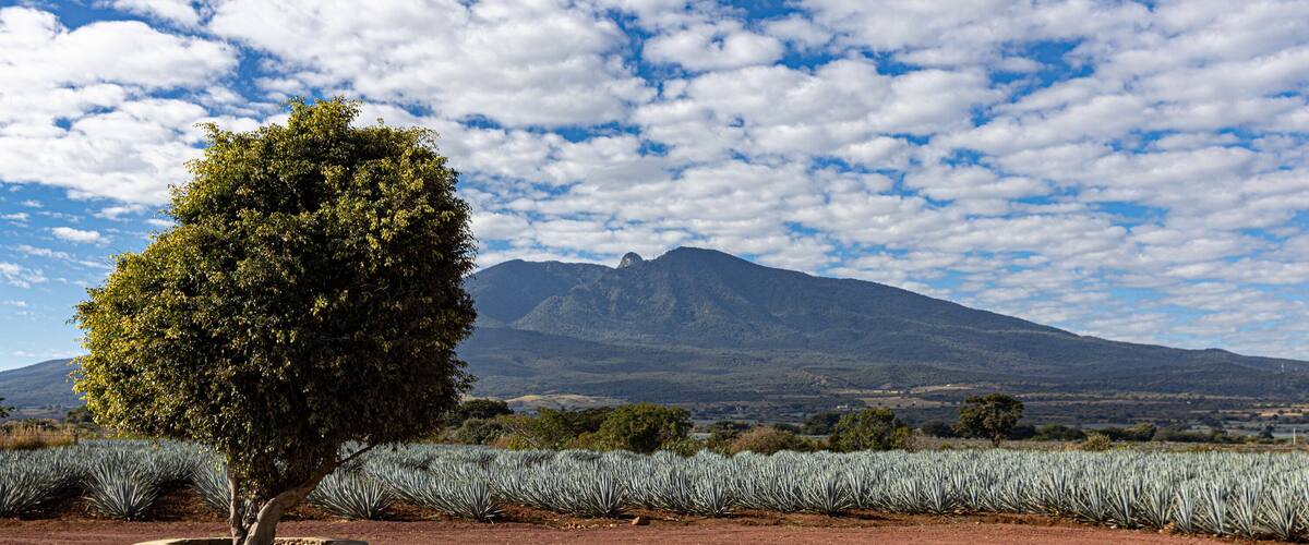 A landscape with a prominent mountain, a tree in a stone planter, and a field of agave plants under a partly cloudy sky.