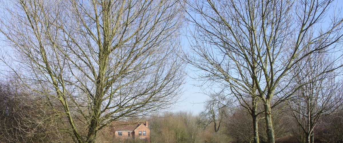 A paved path leading to a house surrounded by trees and grass.