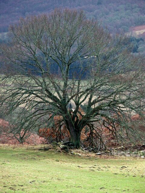 Tree near Middleton Looking down towards the valley of the Tay