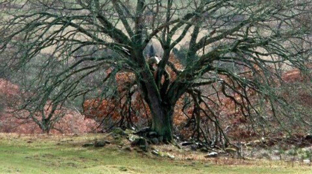 Tree near Middleton Looking down towards the valley of the Tay