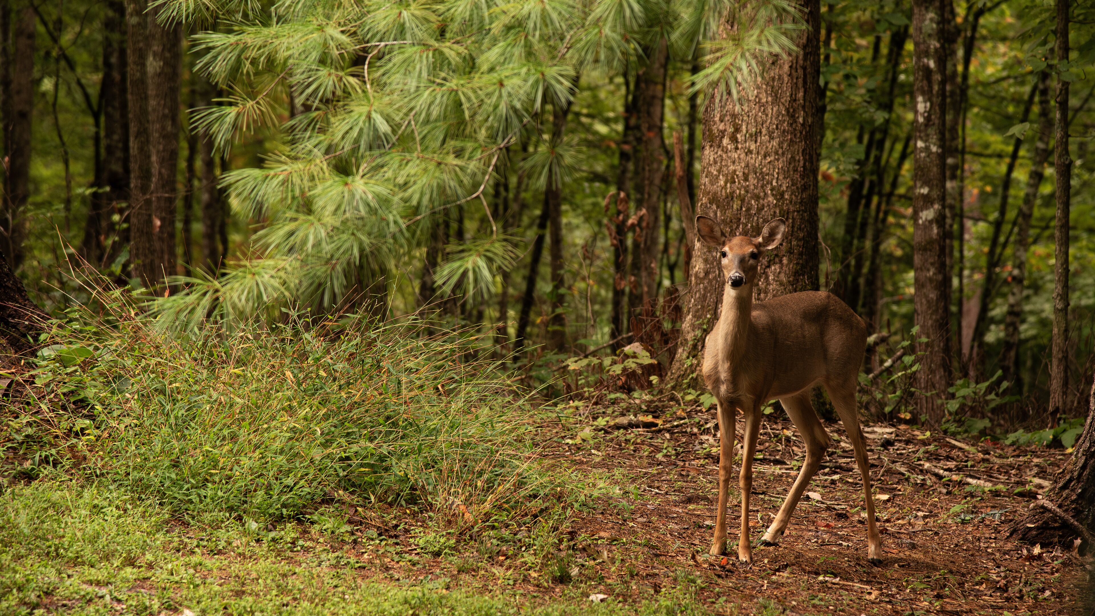 Deer