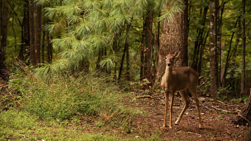 A deer in a forest with pine trees and a dense underbrush.