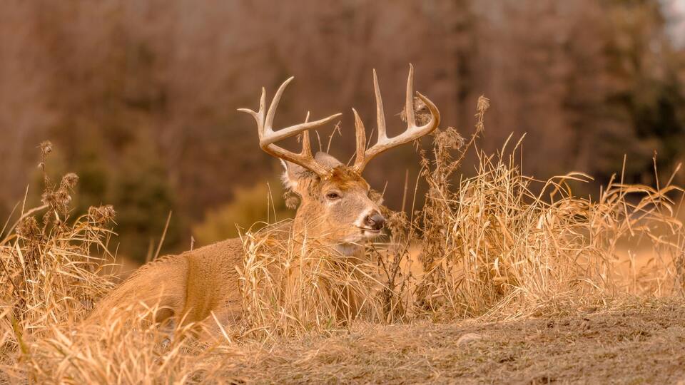 A deer with large antlers in a grassy field.