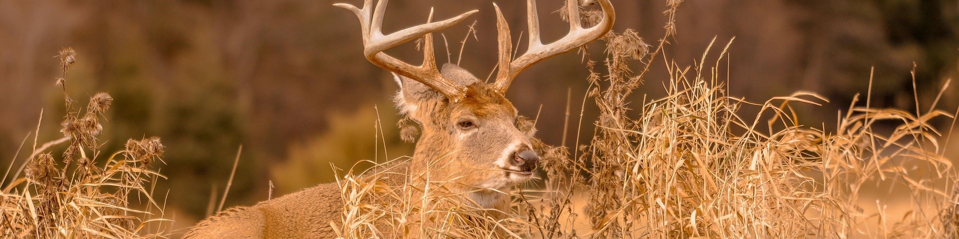 White tail deer staying low during hunting season. 5/5