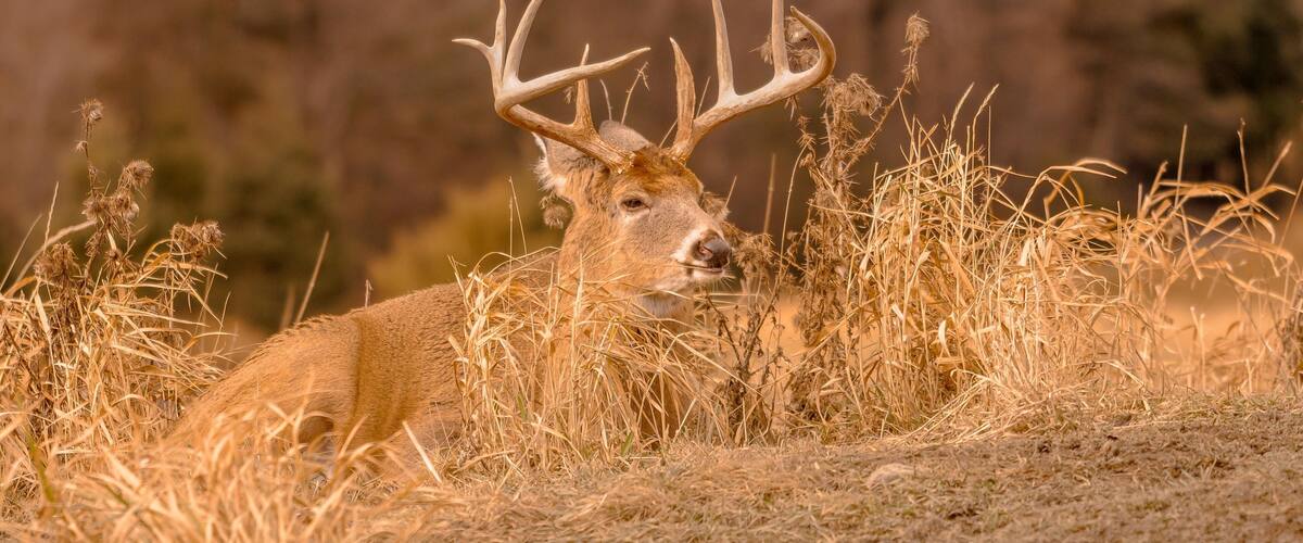 A deer with large antlers in a grassy field.