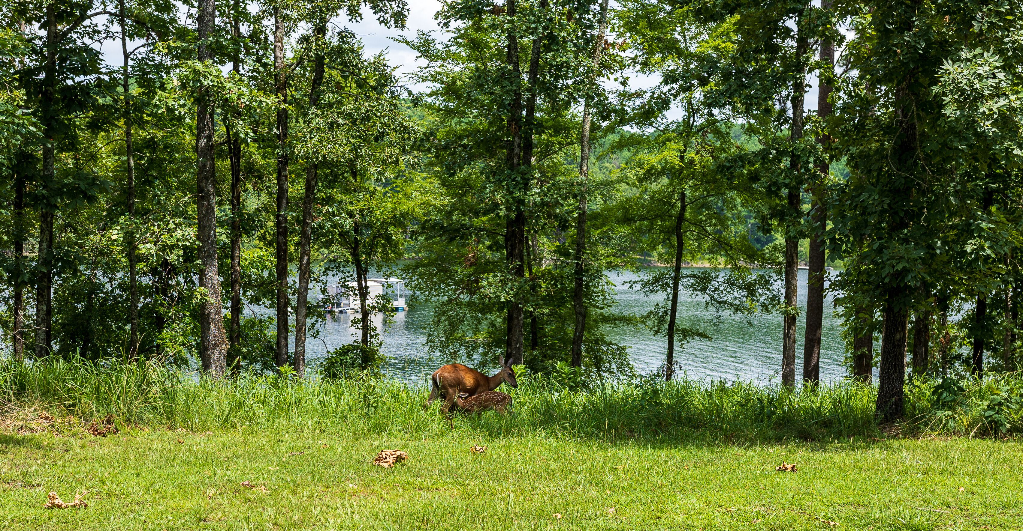 A doe with her two fawns at Degray Lake State Park.