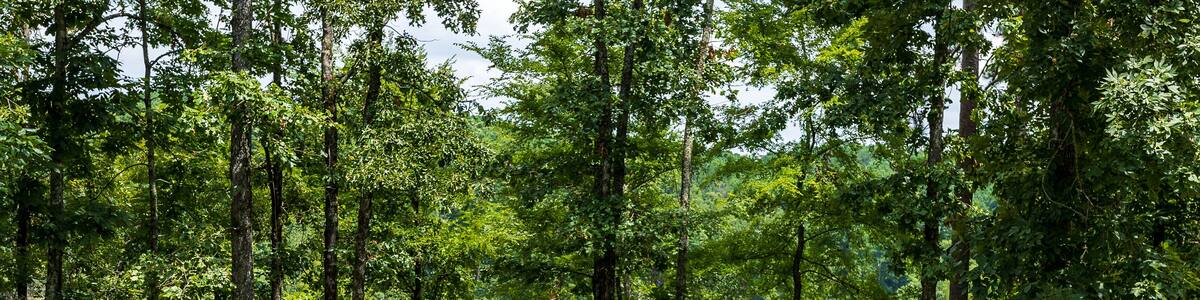 A doe with her two fawns at Degray Lake State Park.