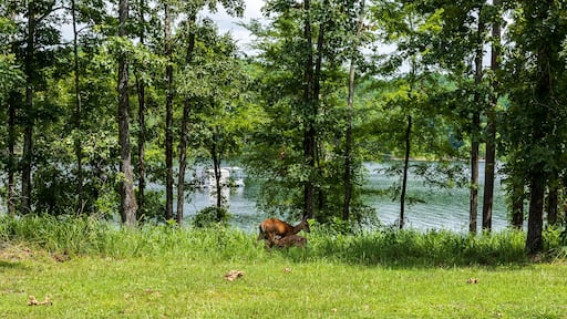 A doe with her two fawns at Degray Lake State Park.