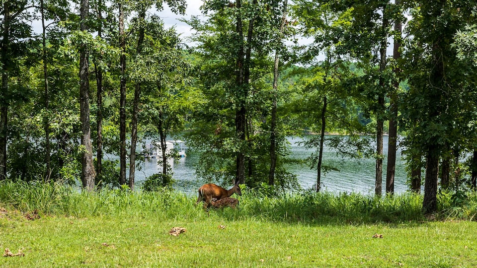 A deer in a grassy area near a lake surrounded by trees.