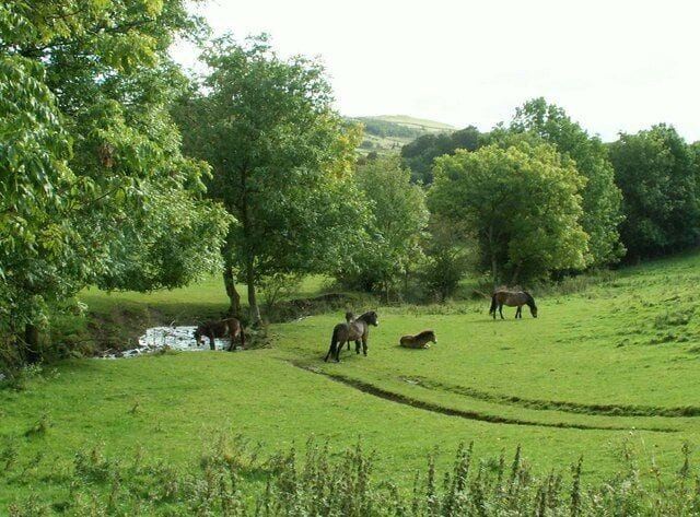 Exmoor ponies by the Mill Beck