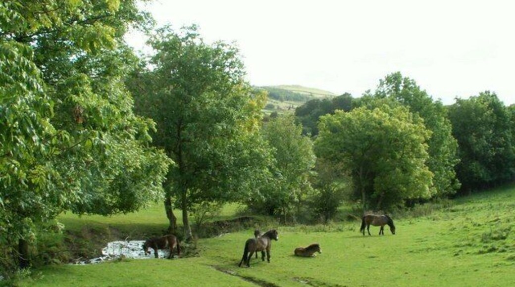 Exmoor ponies by the Mill Beck